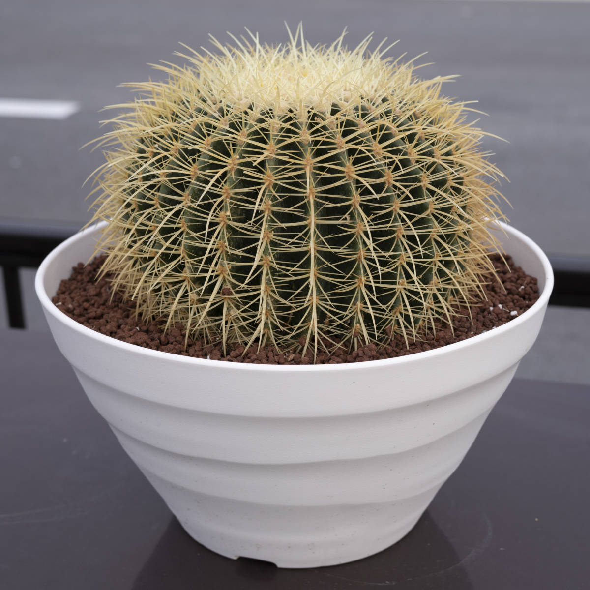 36cm】金鯱 サボテン 特大サイズ 12号 金シャチ 観葉植物 黄金色 
