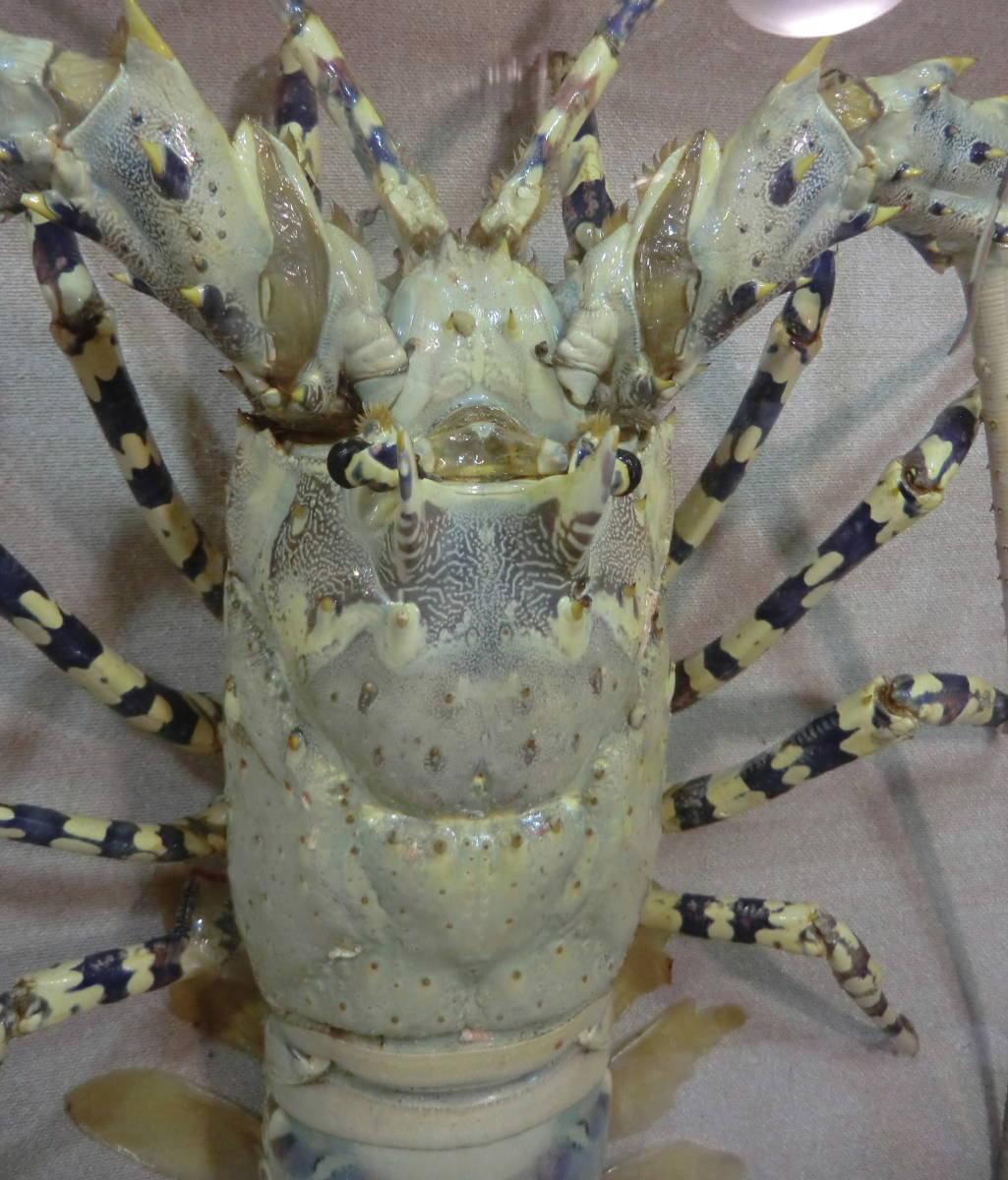 2F 剥製 特大 伊勢海老 額縁 エビ 全長約68cm ガラスケース入り 縁起物 