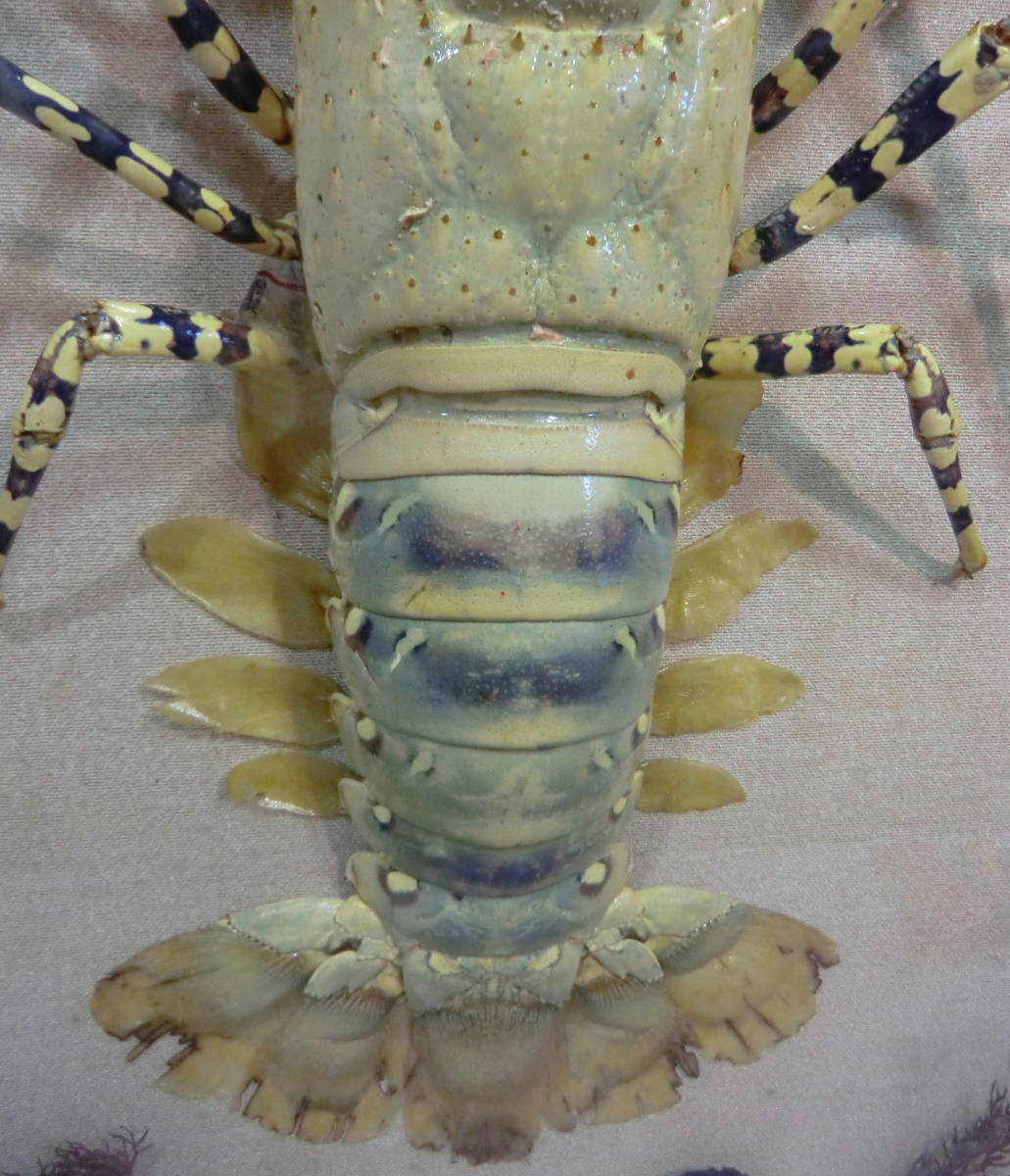 2F 剥製 特大 伊勢海老 額縁 エビ 全長約68cm ガラスケース入り 縁起物 
