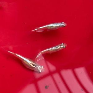 送料無料 幹之メダカ みゆきめだか 500匹 追加可能 祭 イベントに 道の駅の商品に Esupport Vn