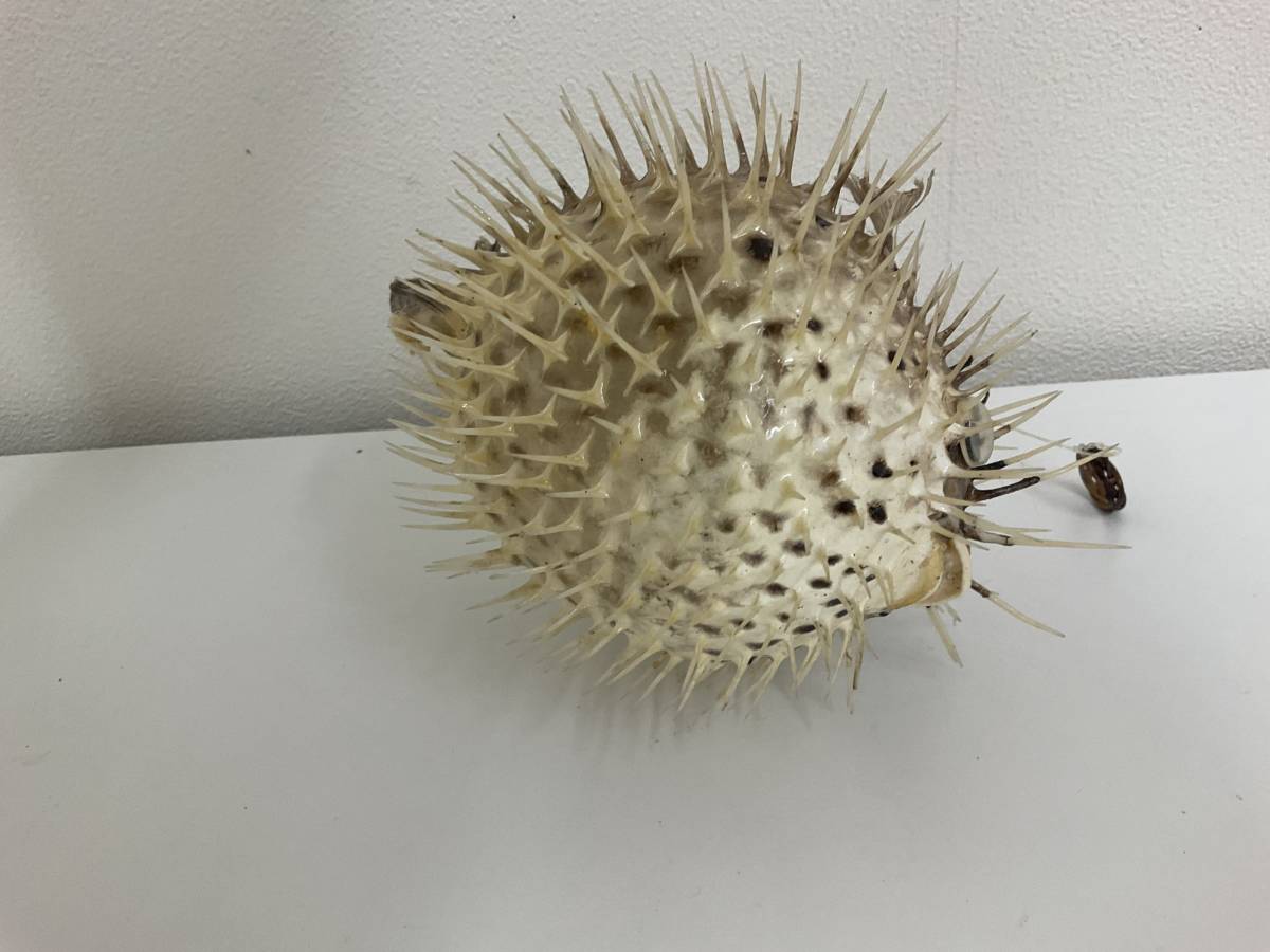 魔除け 厄除け ハリセンボン 剥製 置物 標本 魚 動物 生き物(雑貨