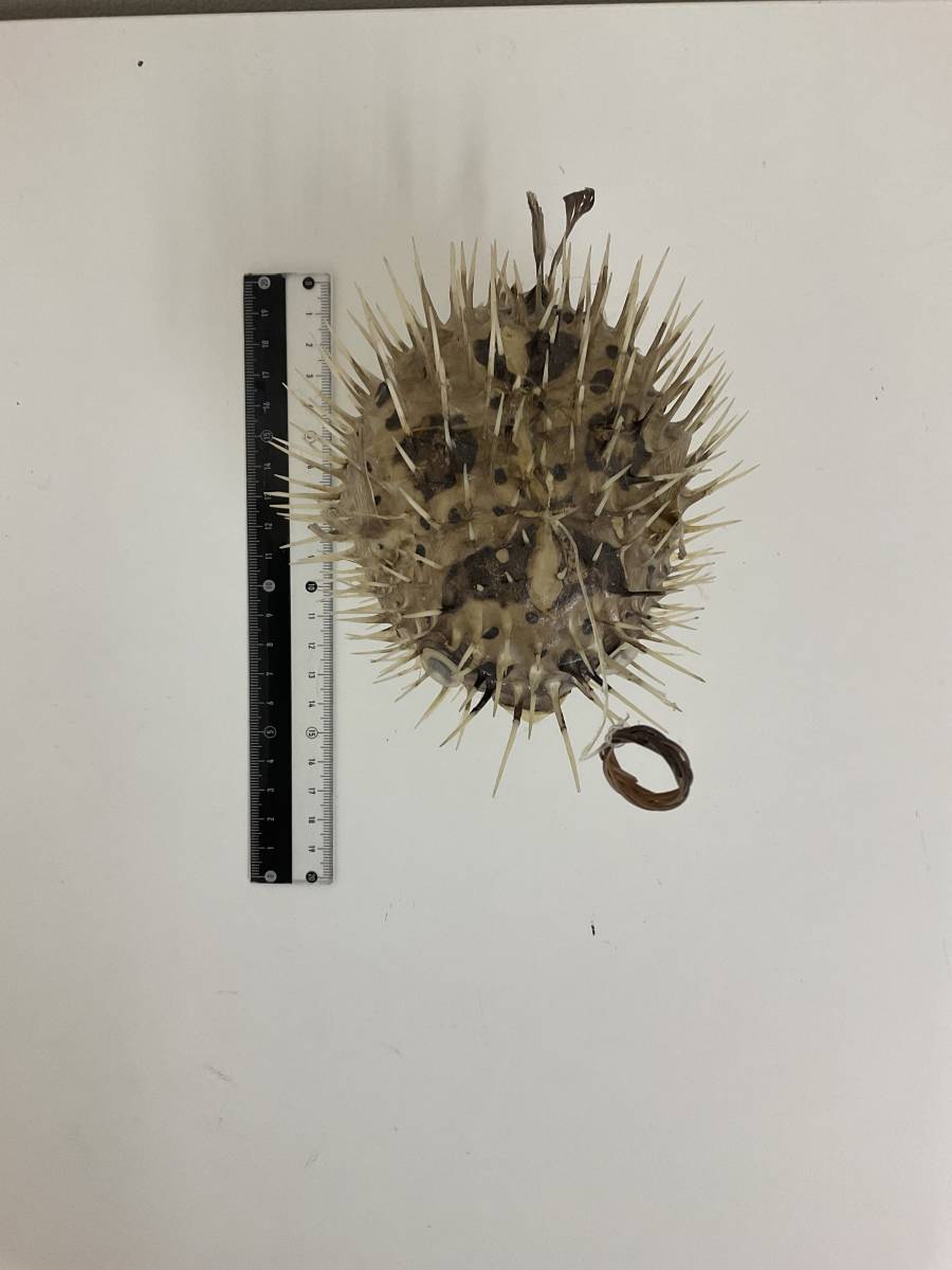 魔除け 厄除け ハリセンボン 剥製 置物 標本 魚 動物 生き物(雑貨