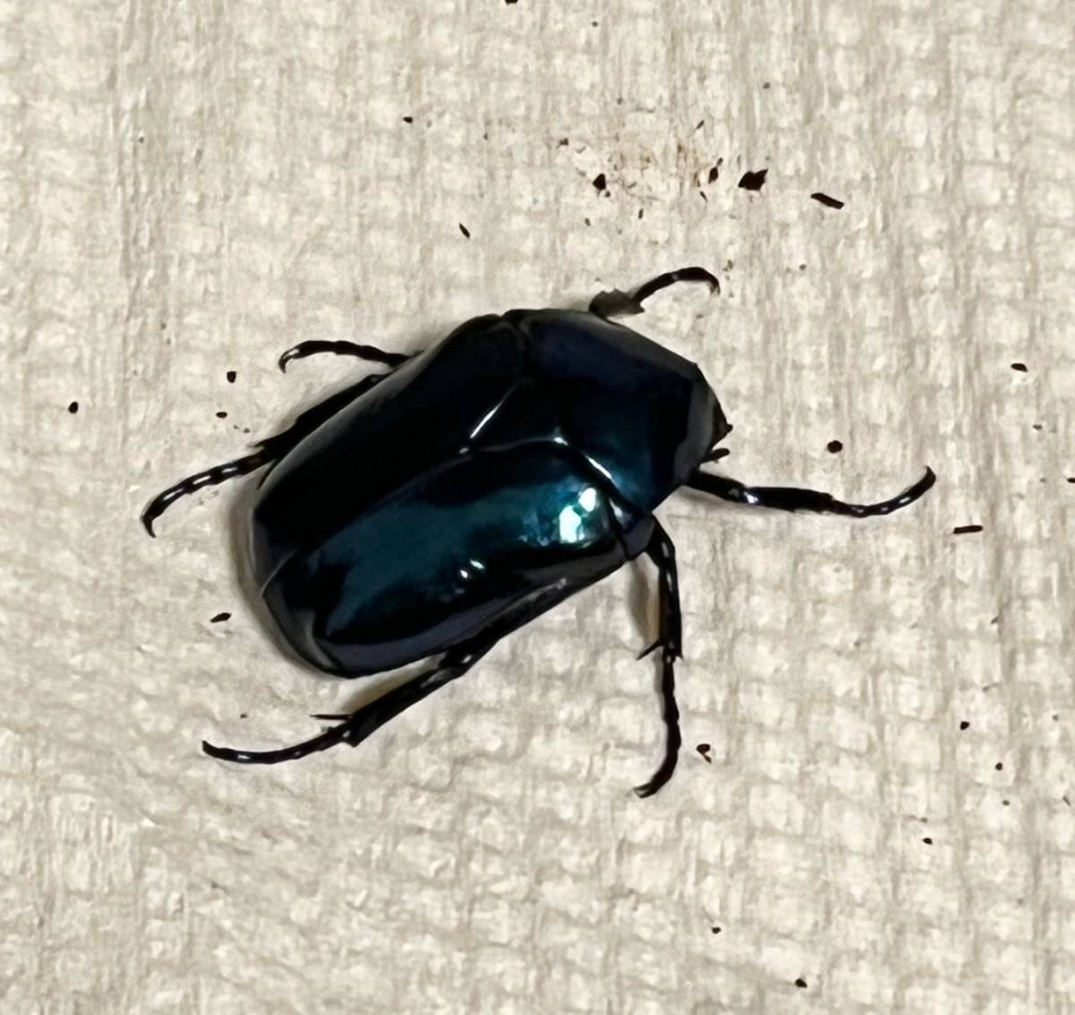 スペキオーサ・シアノクロラ・新成虫 ペア _1