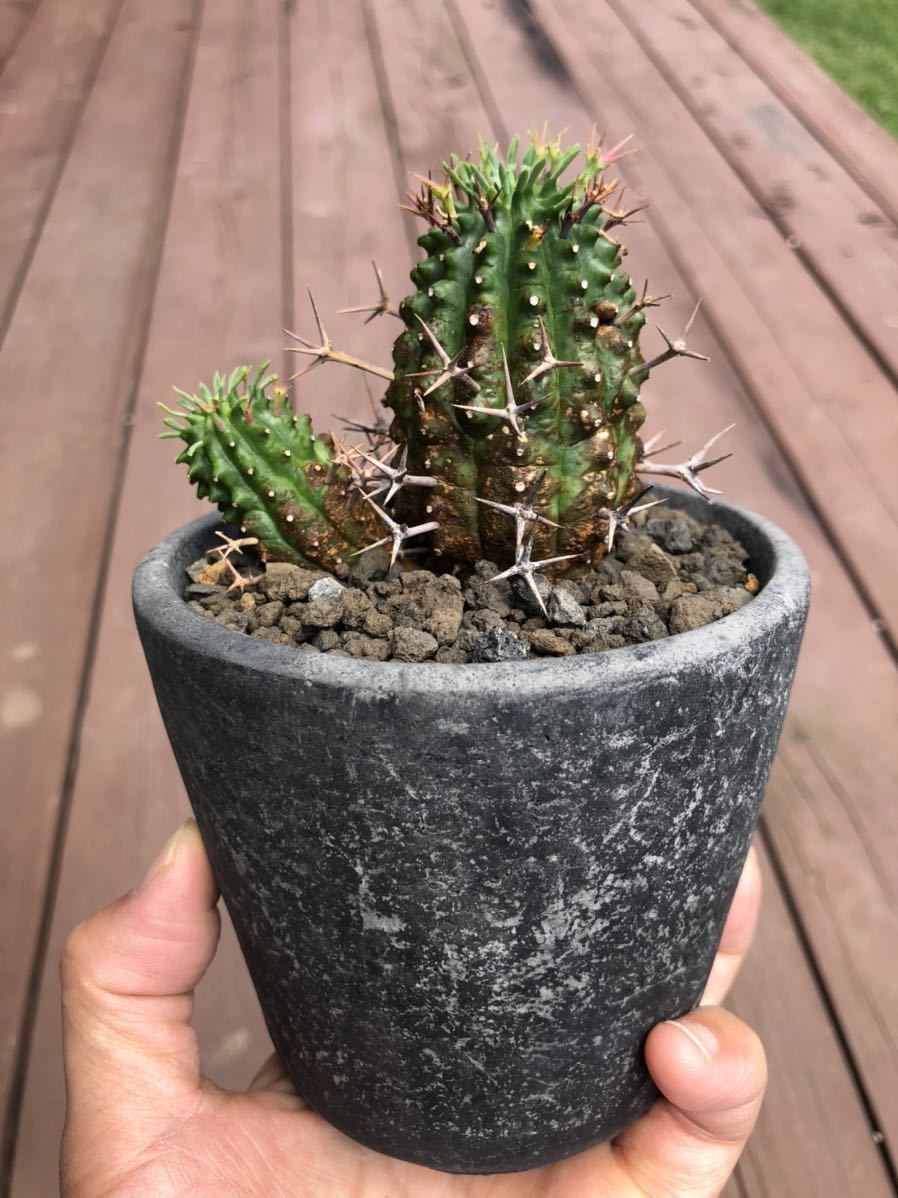  ユーフォルビア ステリスピナ 群星冠 多肉植物 サボテン(その他)｜売買されたオークション情報、yahooの商品情報をアーカイブ公開 - オークファン その他