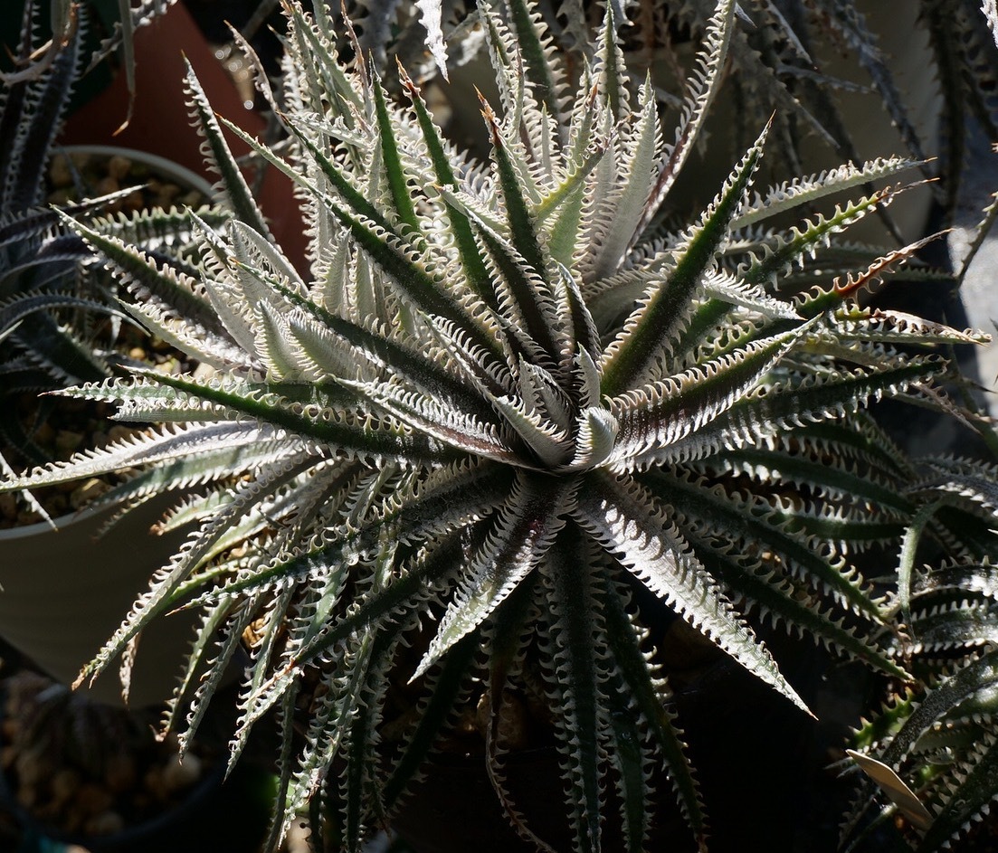 Dyckia 'Jaws'