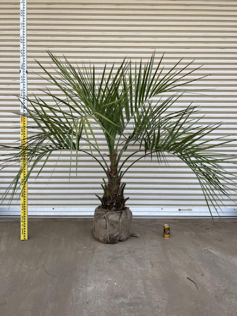 ココスヤシ ヤシの木 ヤシ 庭木 シルバーリーフ 1円売り切り 植木 花
