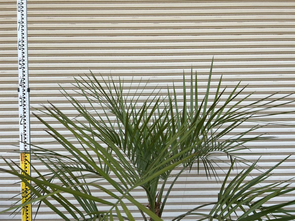 ココスヤシ ヤシの木 ヤシ 庭木 シルバーリーフ 1円売り切り 植木 花