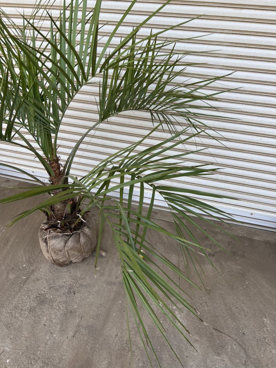 ココスヤシ ヤシの木 ヤシ 庭木 シルバーリーフ 1円売り切り 植木 花