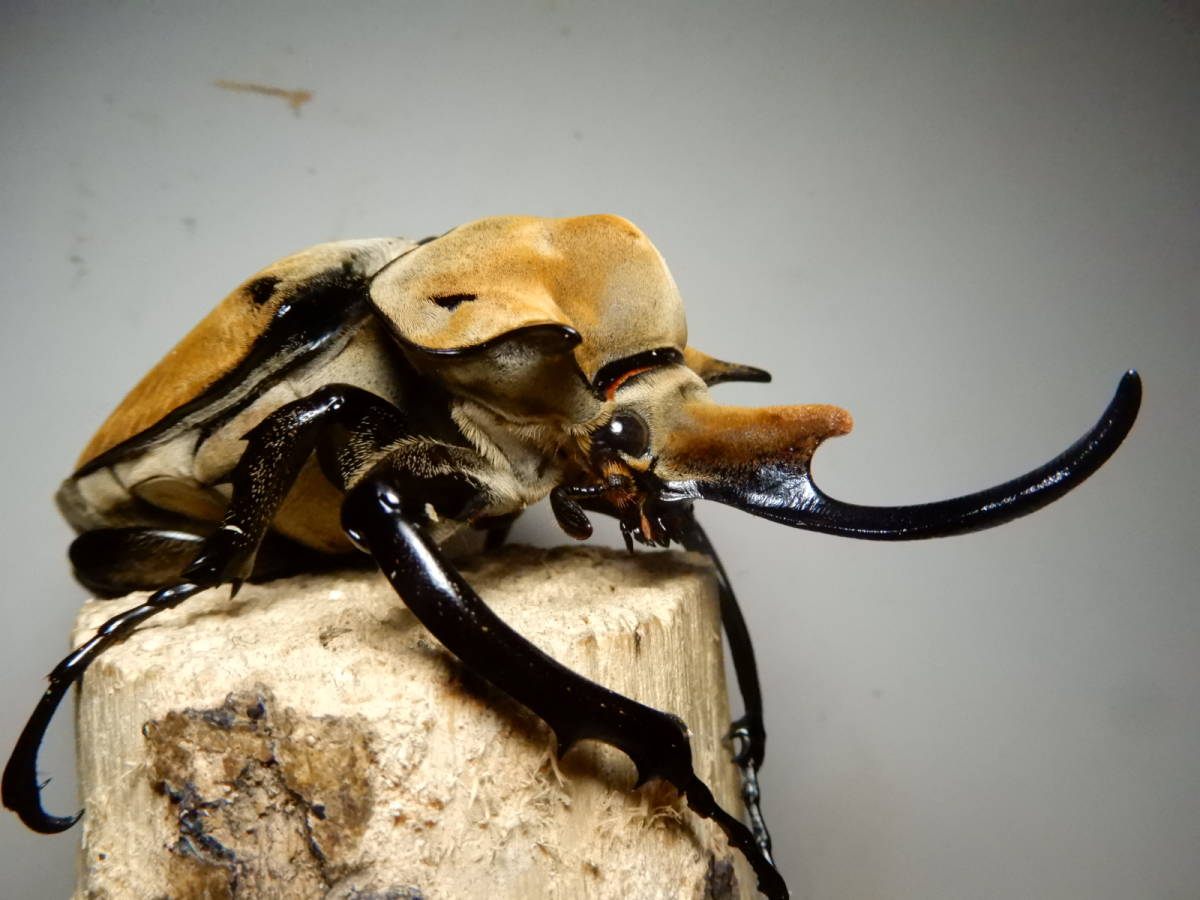 エレファスゾウカブト　ペア+1♀ エレファスゾウカブトのペアリング💕 | ビートルショップ リアルくまモン