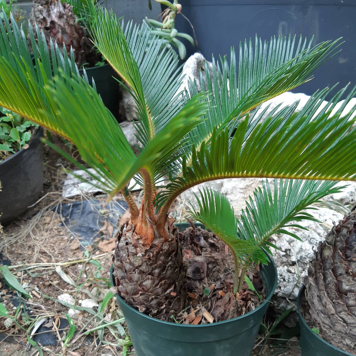 観葉植物 サイカス タイシルバー 5号鉢つき ⑤