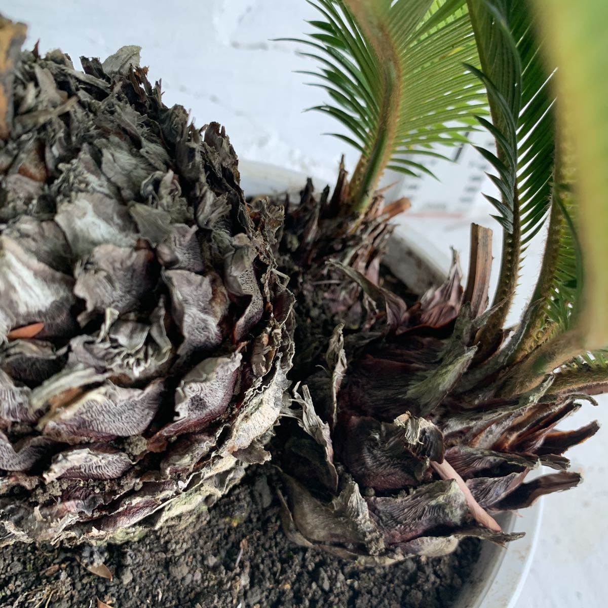 ソテツ 3本立ち 約:30cm 【sago palm/蘇鉄/そてつ/ヤシの木/庭木 