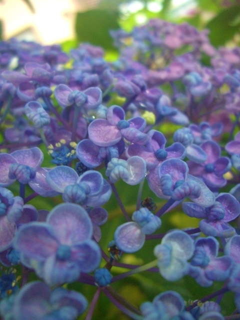 おたふく あじさいの値段と価格推移は 12件の売買情報を集計したおたふく あじさいの価格や価値の推移データを公開