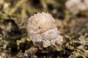 ワラジムシの値段と価格推移は 478件の売買情報を集計したワラジムシの価格や価値の推移データを公開