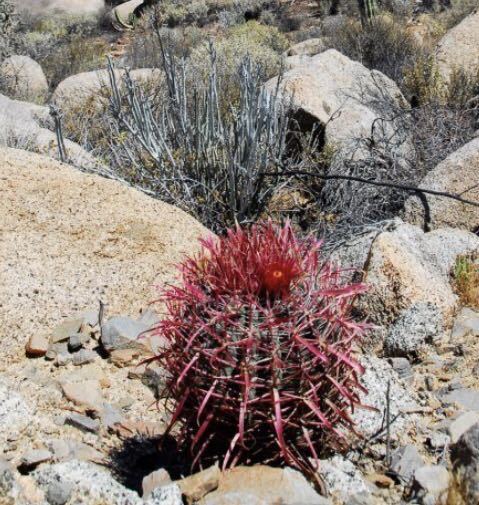 フェロカクタス赤棘 神仙玉◇大株ドライガーデン多肉サボテン アガベ