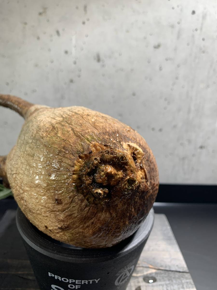 現地球・発根管理中パキポディウム・グラキリス（塊根植物