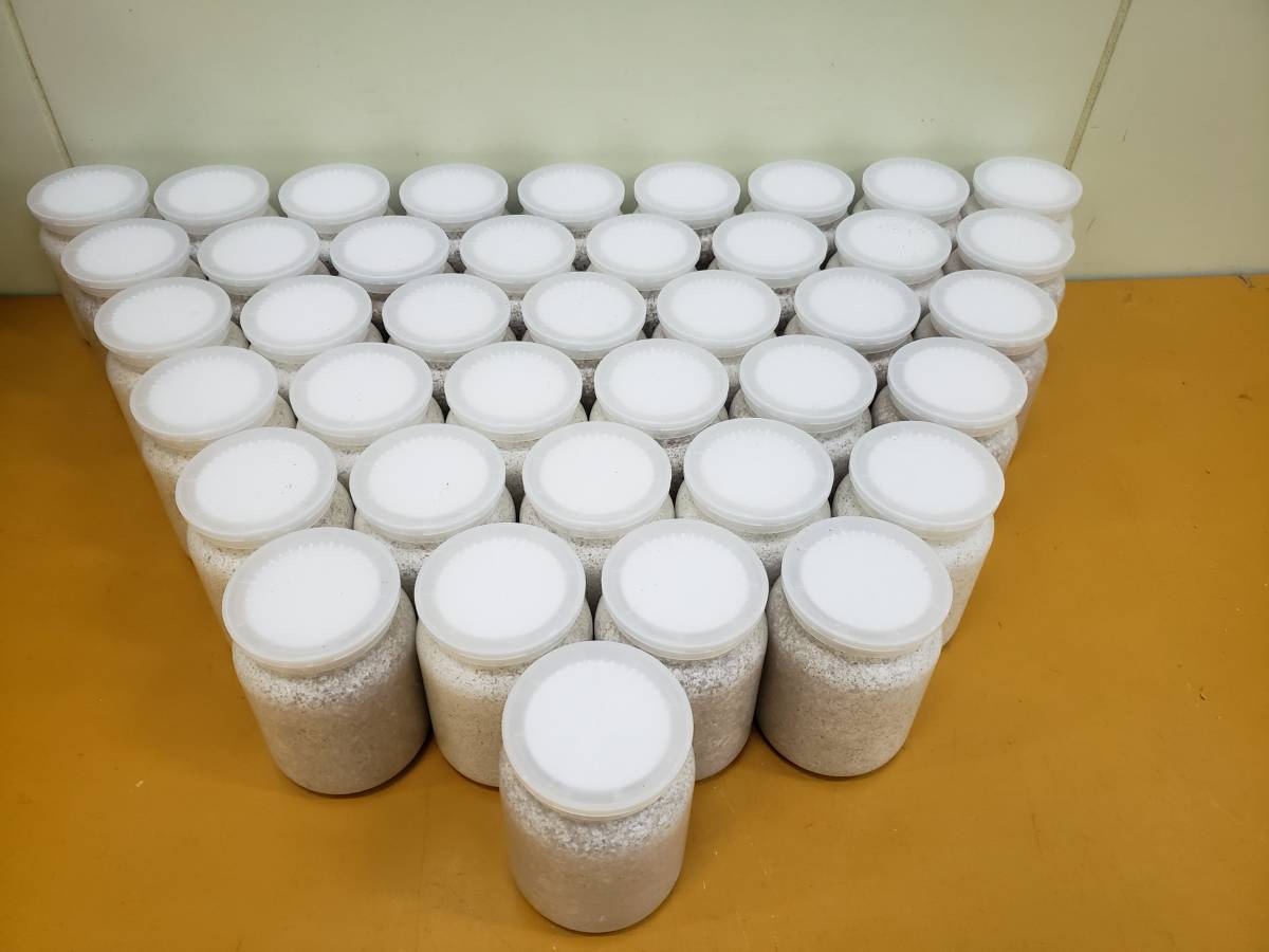 | Dorcus-Saga 微粒子ブナオオヒラタケ MYCELIUM 菌糸ビン800cc オオヒラタケ菌 ホワイト 二次発菌 オオヒラタケ -#breed 2026年最新Yahoo!オークション BREED菌糸ブロック OVER80!PP800!40本 菌糸ボトルＹＳＯ－ＰＰ１１００ｍｌ 超熟 オオヒラタケを食べる