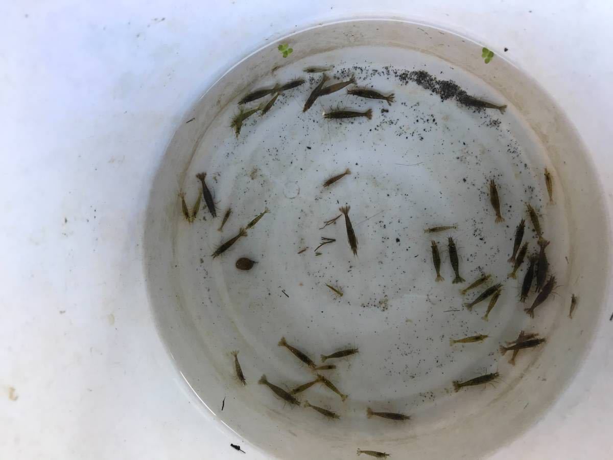 スジエビとヌマエビ 合計100匹 サイズいろいろ 飼育用餌用 川エビ 生体 釣り餌 1254 甲殻類 売買されたオークション情報 Yahooの商品情報をアーカイブ公開 オークファン Aucfan Com