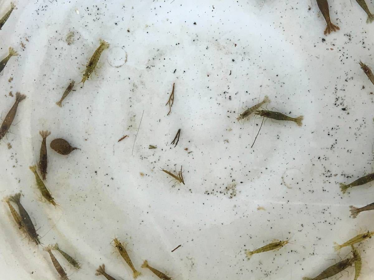 スジエビとヌマエビ 合計100匹 サイズいろいろ 飼育用餌用 川エビ 生体 釣り餌 1254 甲殻類 売買されたオークション情報 Yahooの商品情報をアーカイブ公開 オークファン Aucfan Com