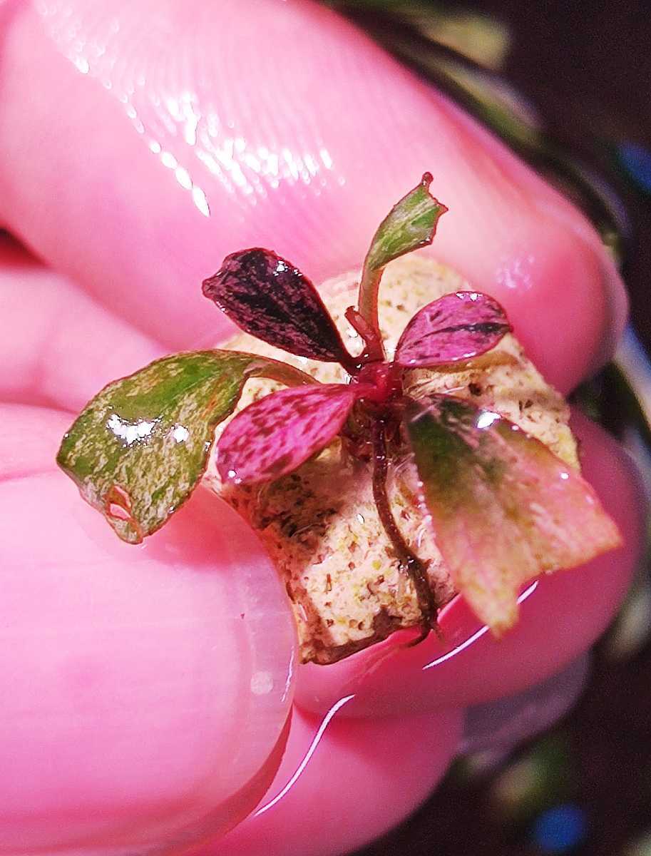 ブセファランドラsp. ピンクバリエガータ斑入り 美株 水草 魚、水草