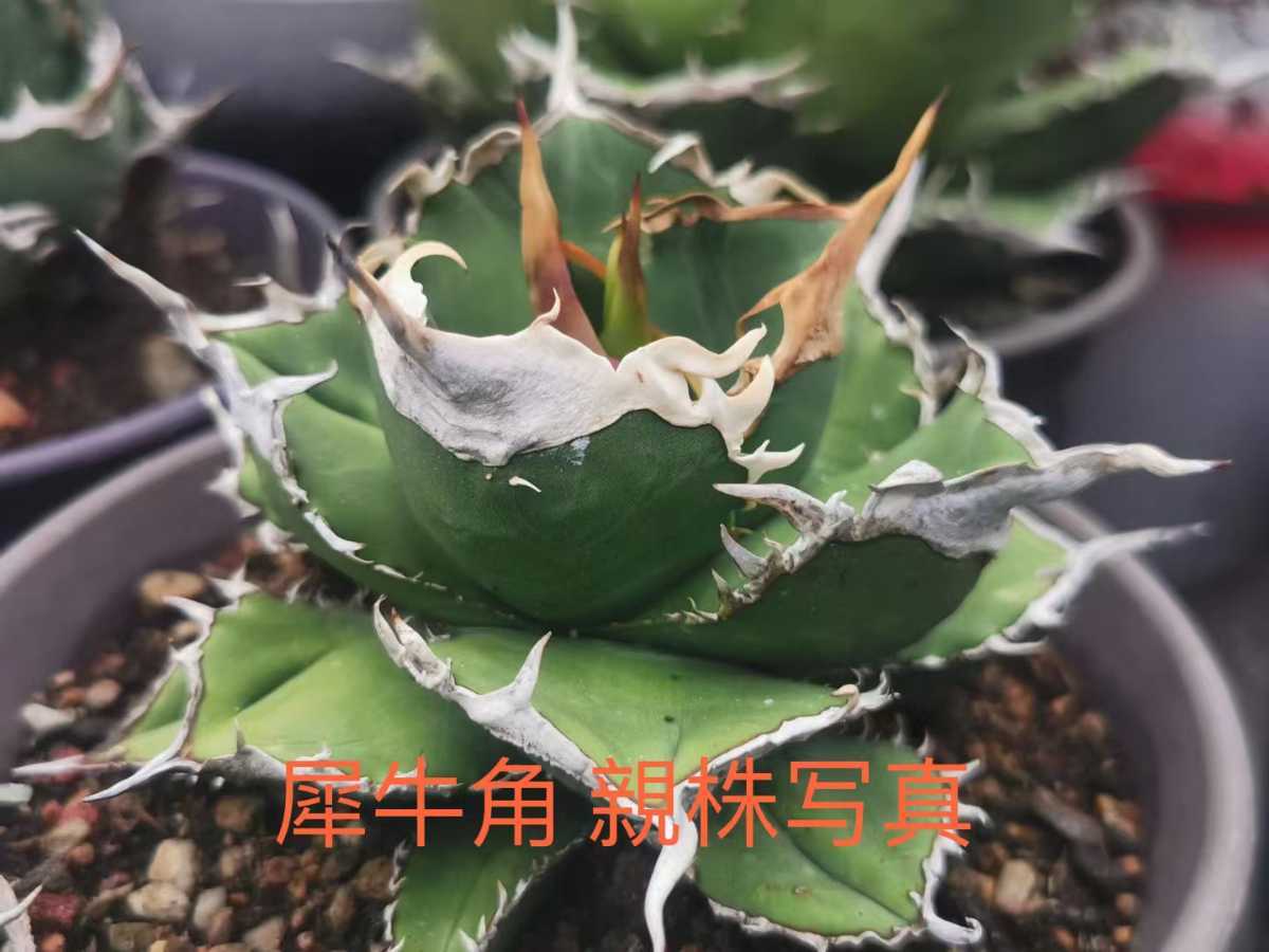 アガベ チタノタ 多肉植物 白犀牛 特選 龍園觀No.332 圓葉拇指 