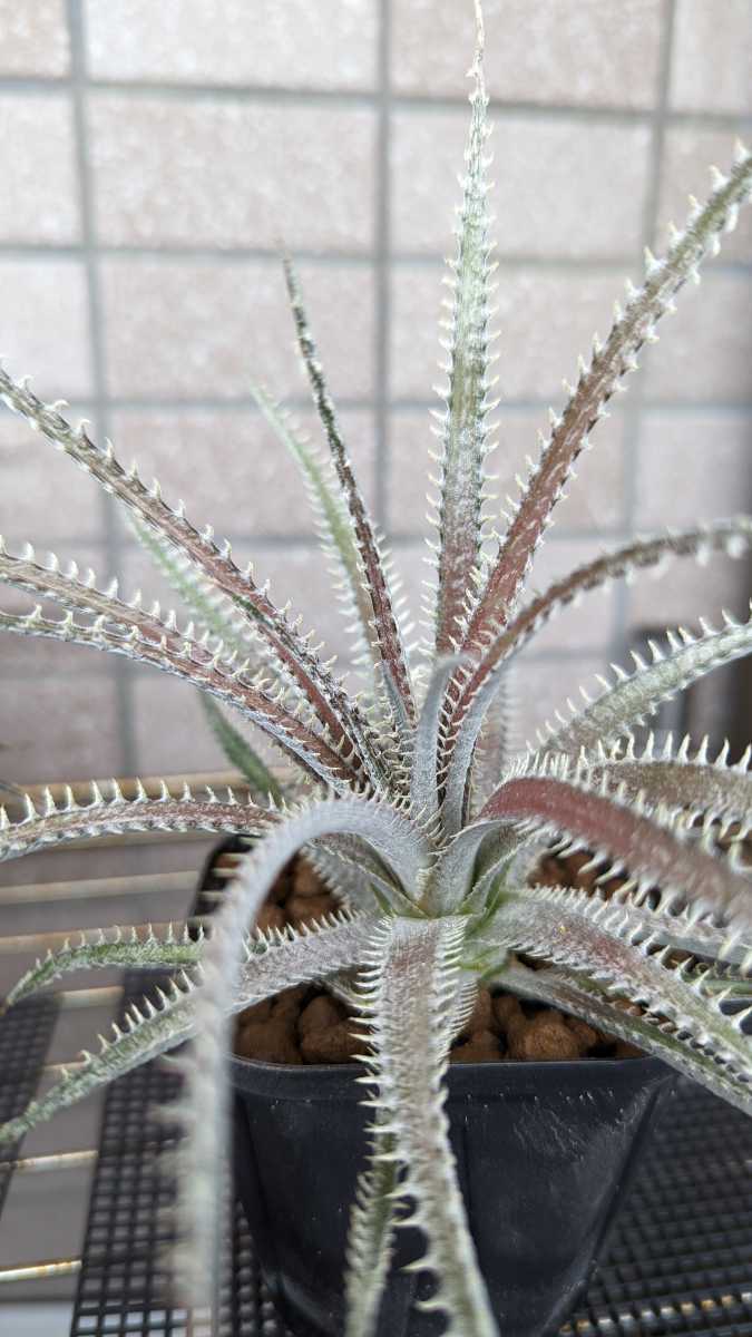 ディッキア　4ojs xx1-3  Bill Baker hybrid アガベ Dyckia】4ojs xx1-3 Bill Baker Hybrid ディッキア 子株 4th of July