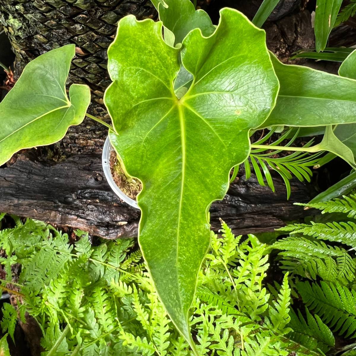 アンスリウム　ブロウニー　Anthurium Brownie 斑入り　激レア アンスリウム ブロウニー Anthurium Brownie 斑入り 激レア