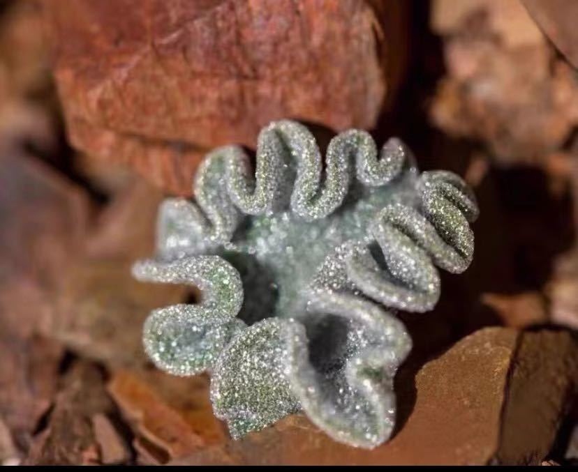 3 エリオスペルマム　Eriospermum titanopsoides 多肉植物　塊根植物　球根植物