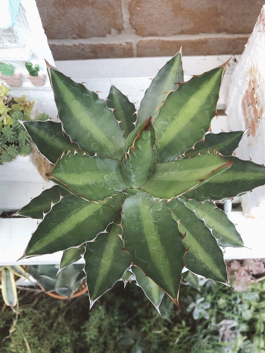アガベ | 萬代厳龍 チタノタ ロファンサ lophantha 五色万代 DESERT