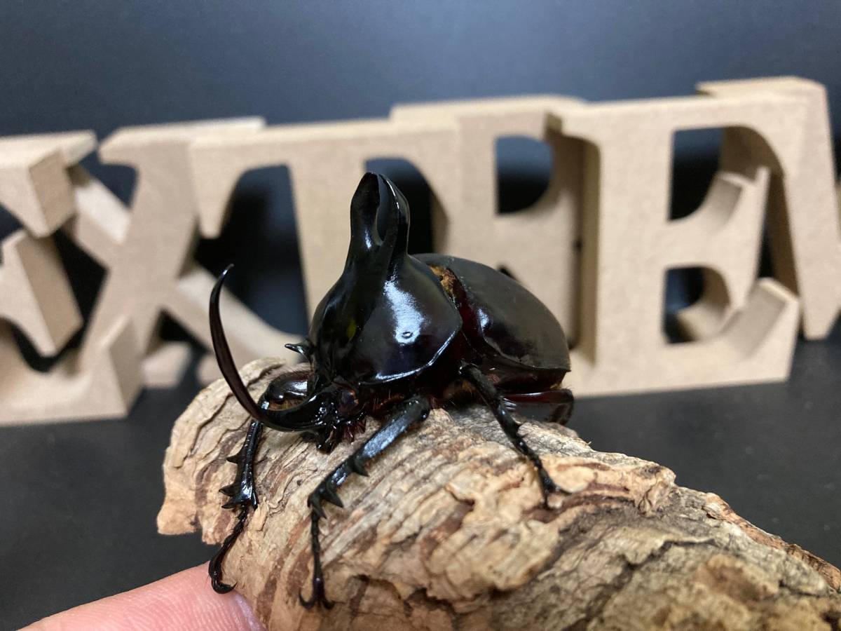 ビルマニクス ビルマニクスゴホンヅノ 3齢初期幼虫 ペア［EB 02］　※発送日限定※_1