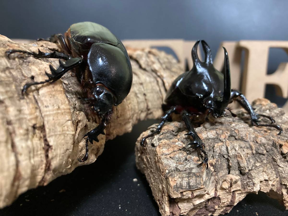 ビルマニクス ビルマニクスゴホンヅノ 3齢初期幼虫 ペア［EB 02］　※発送日限定※_2