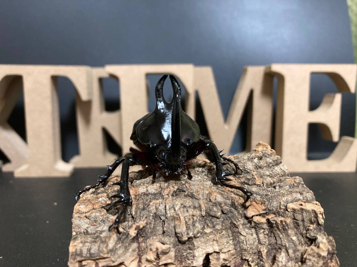 ビルマニクス ビルマニクスゴホンヅノ 3齢初期幼虫 ペア［EB 02］　※発送日限定※_3