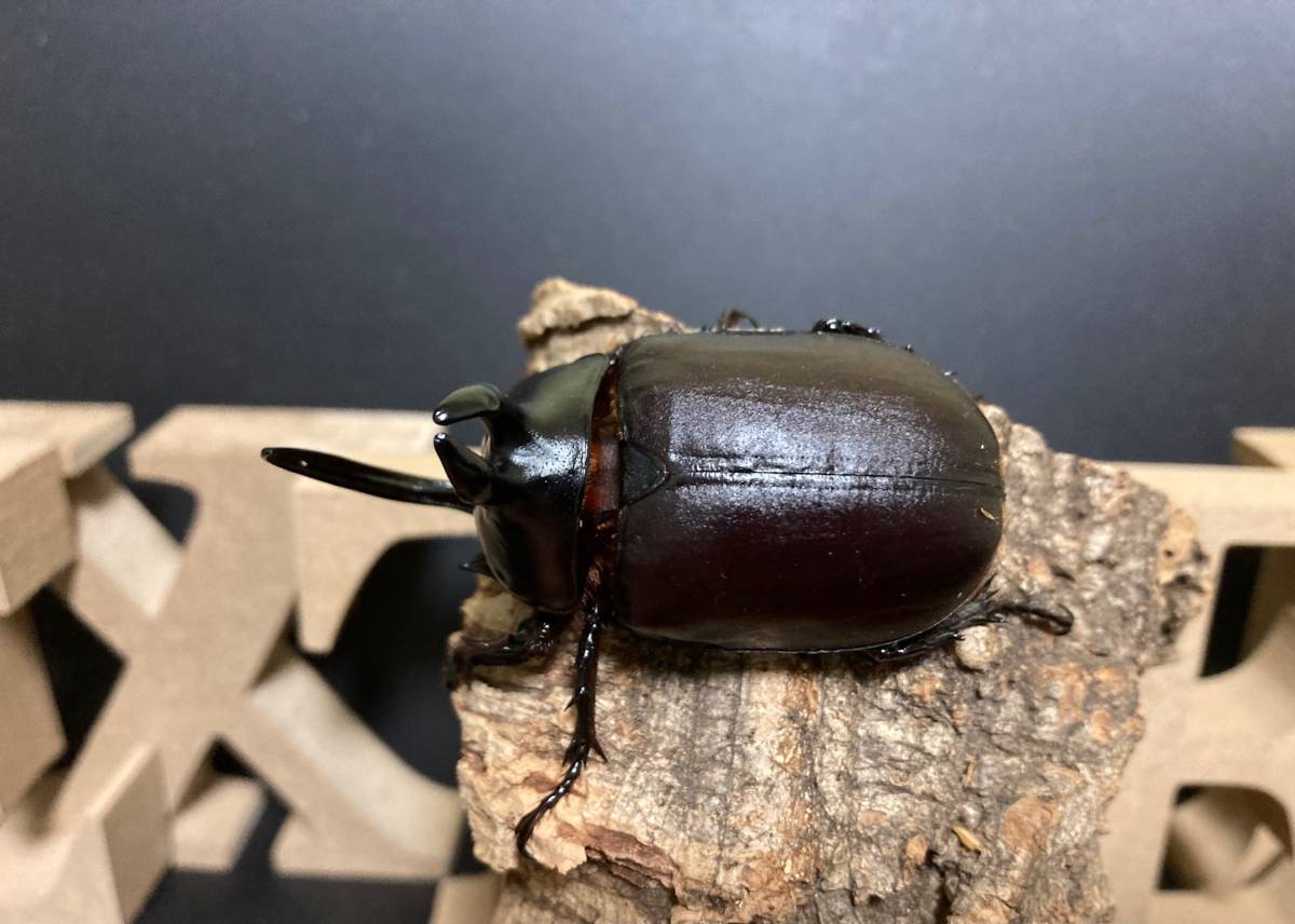 ビルマニクス ビルマニクスゴホンヅノ 3齢初期幼虫 ペア［EB 02］　※発送日限定※_4