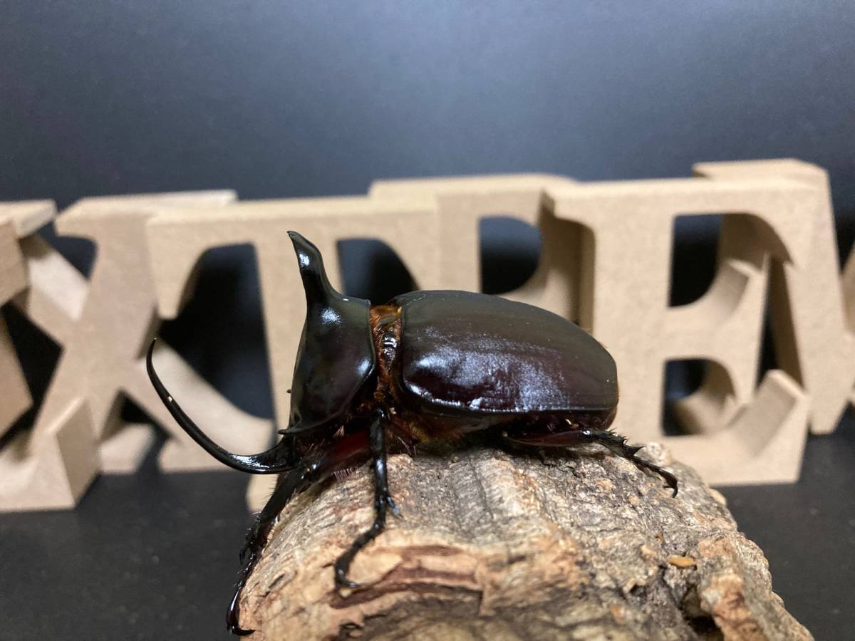 ビルマニクス ビルマニクスゴホンヅノ 3齢初期幼虫 ペア［EB 02］　※発送日限定※_5