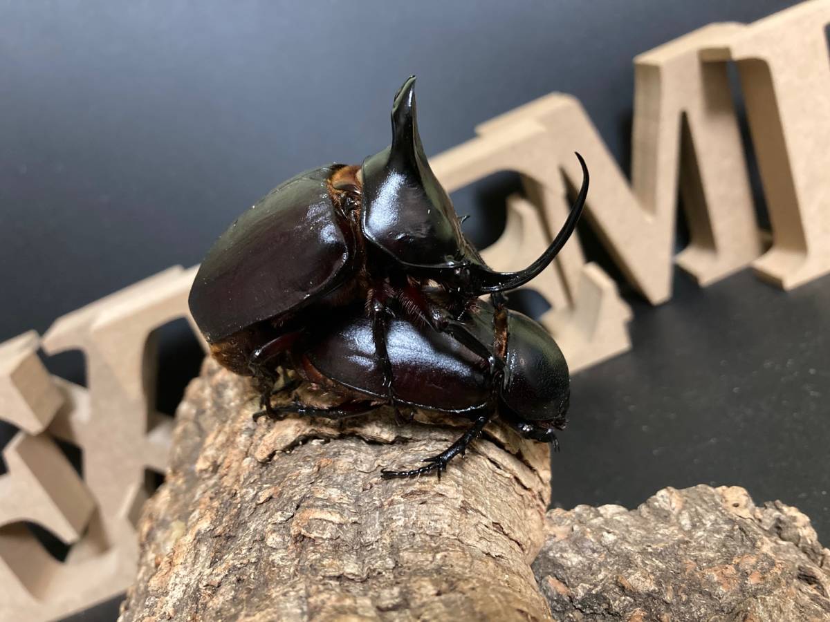 ビルマニクス ビルマニクスゴホンヅノ 3齢初期幼虫 ペア［EB 02］　※発送日限定※_6