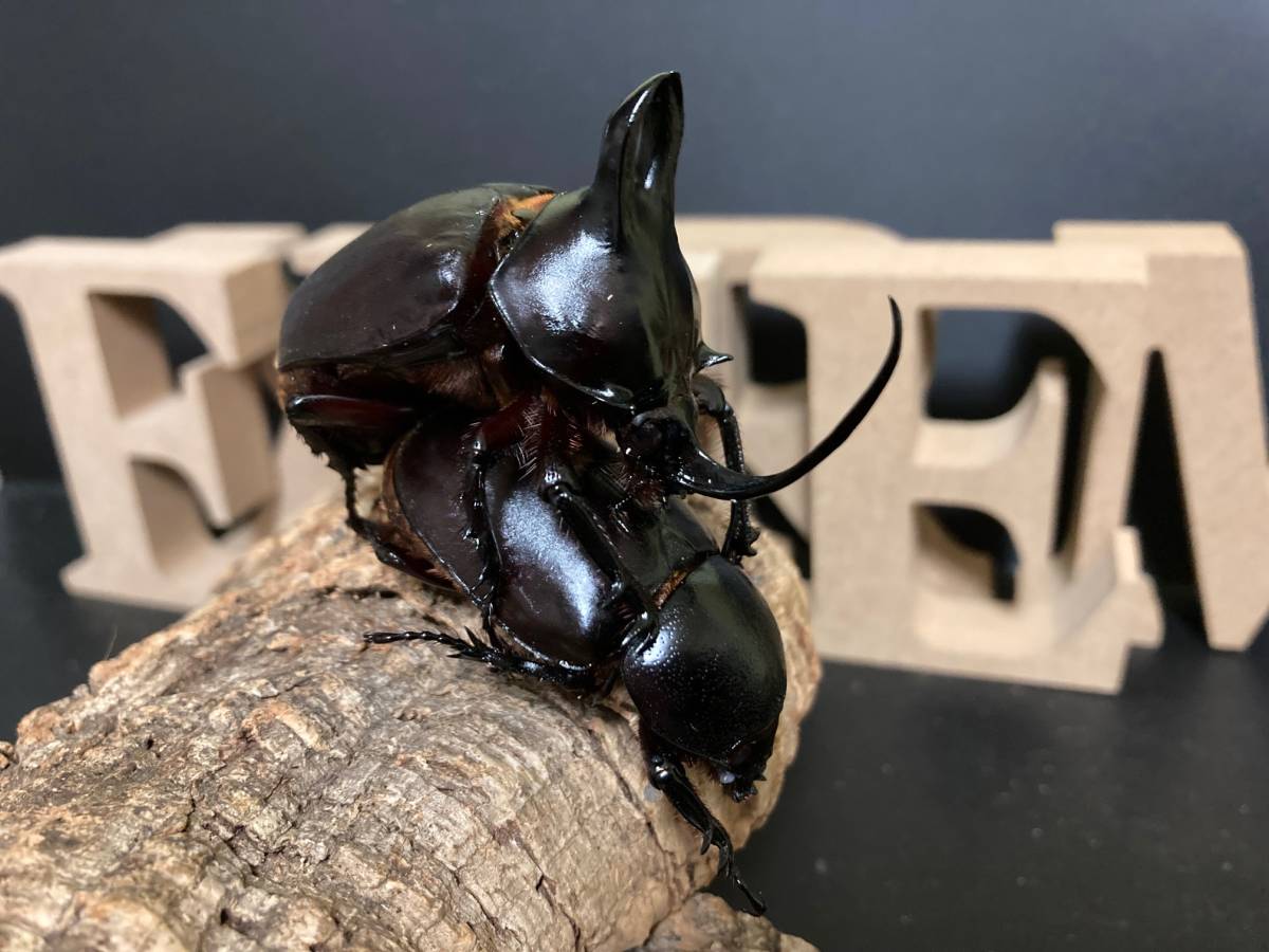 ビルマニクス ビルマニクスゴホンヅノ 3齢初期幼虫 ペア［EB 02］　※発送日限定※_7