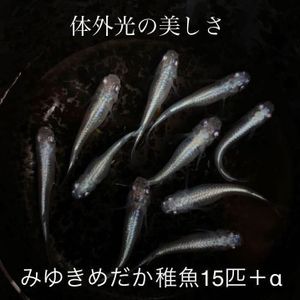 メダカ 稚魚 みゆきのヤフオク の相場 価格を見る ヤフオク のメダカ 稚魚 みゆきのオークション売買情報は45件が掲載されています