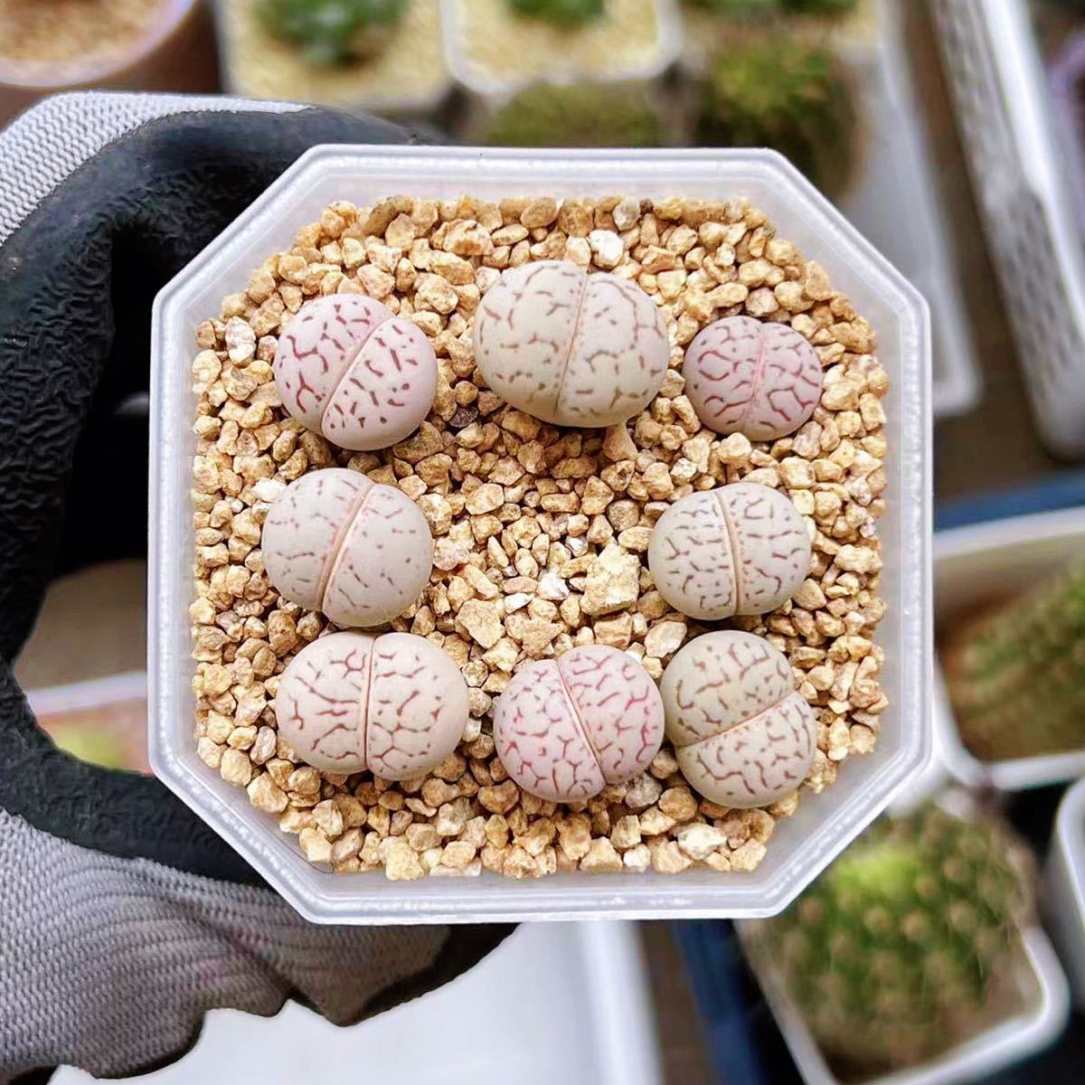 多肉植物 メセン リトープス 三面モンスター入り 翌日発送可能 リトープス