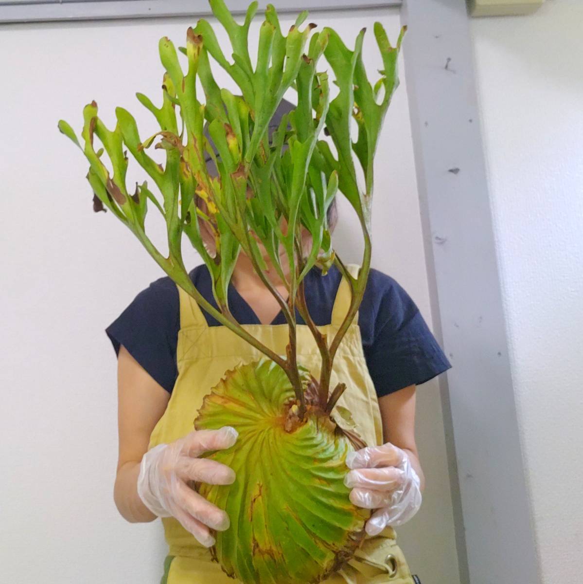 ☆1円スタート☆045L+ ビカクシダ 植物☆(大株)Platycerium ridleyi (プラティケリウム リドレイ)Center Borneo Wild/麋角羊歯