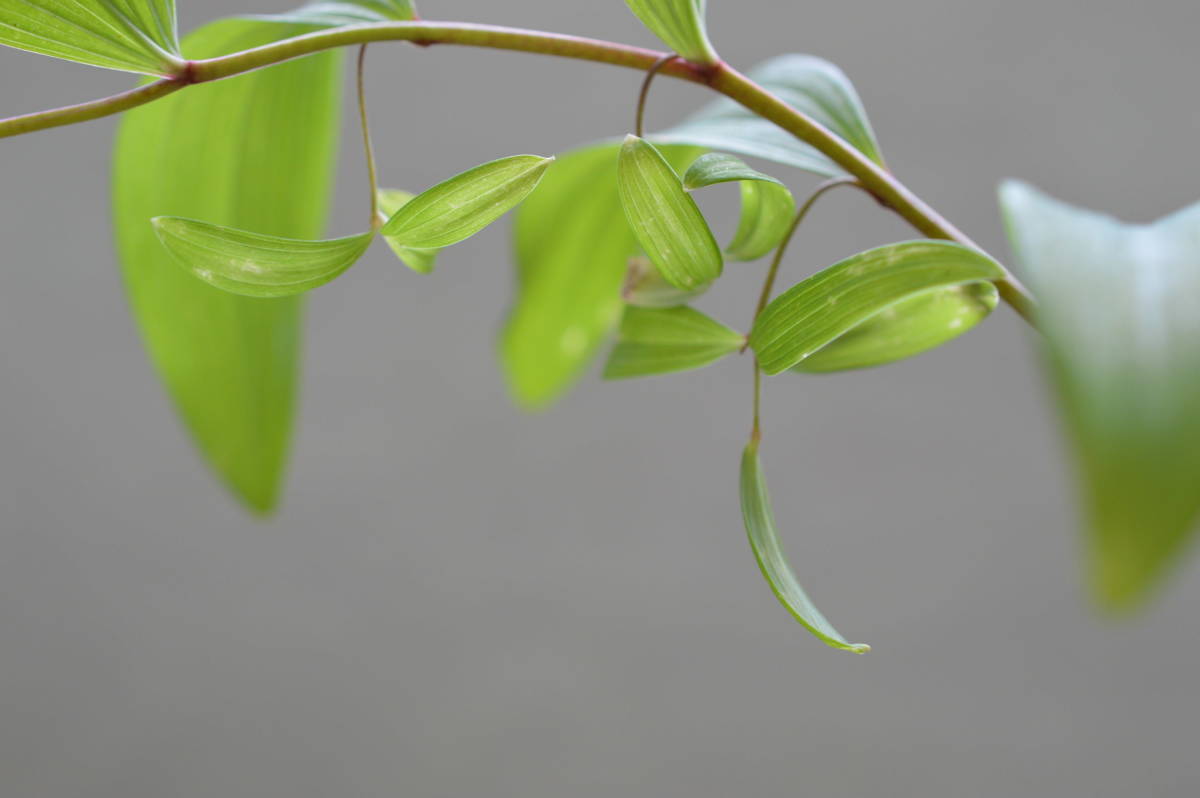 フイリアマドコロ 斑入りナルコユリ 9cmポット 80本セット 植木 苗 苗木 送料無料 最安挑戦 9cmポット