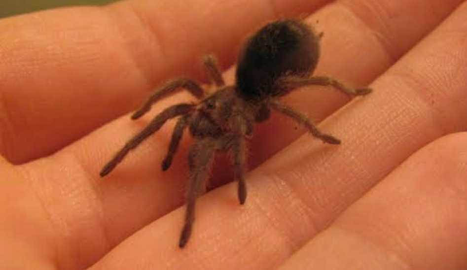 ブラジリアンブラック【タランチュラ】