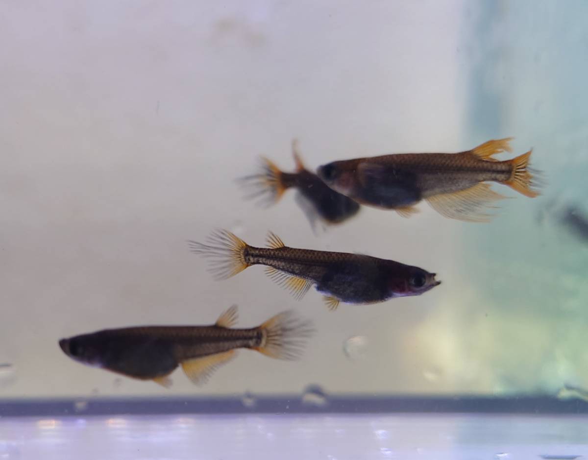 現物出品 若魚 黄泉 2ペア(めだか)｜売買されたオークション情報、yahooの