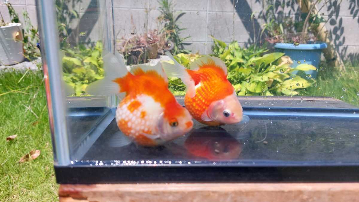 セール，高品質】 ピンポンパール ペア