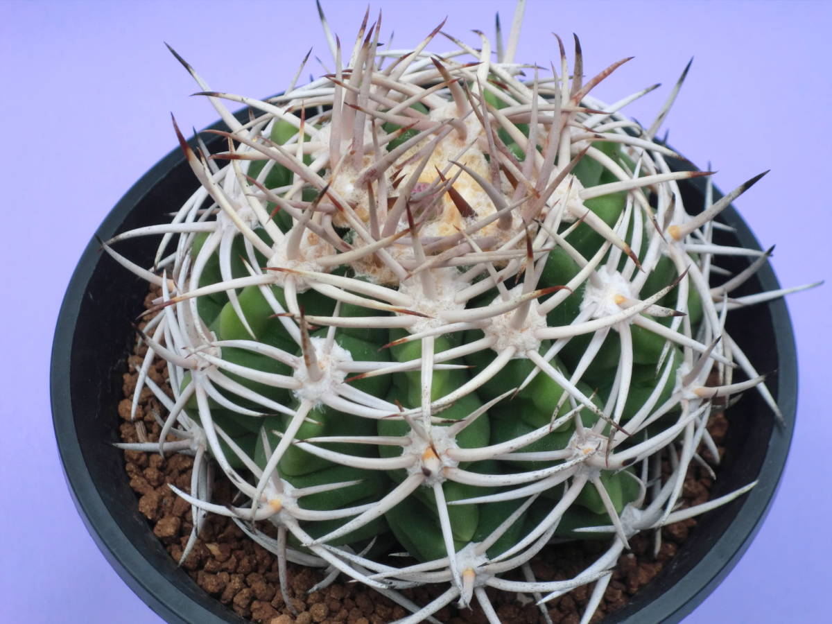 最新作，100%新品 サボテン 多肉植物 フェロシオール 実生(サボテン)｜売買されたオークション情報、yahooの商品情報をアーカイブ公開 - オークファン サボテン