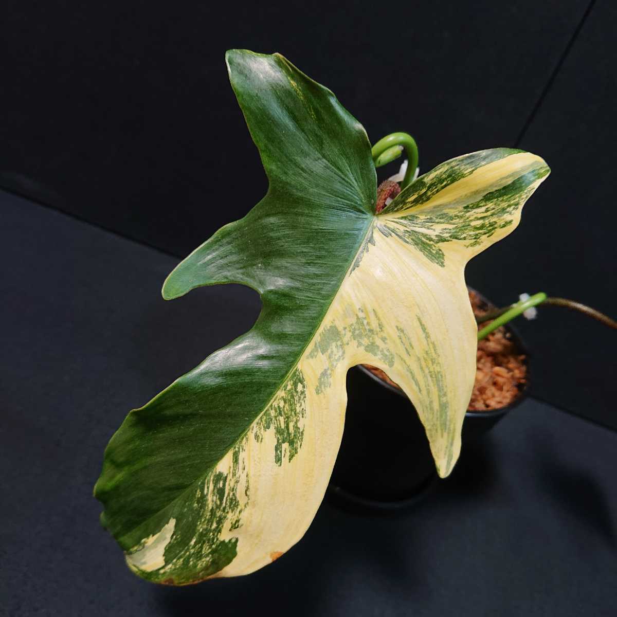 フィロデンドロン フロリダビューティー 斑入り 子株 Philodendron