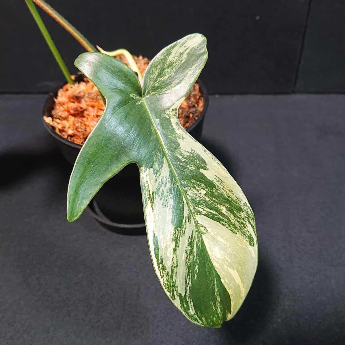 専用 斑入り フィロデンドロン フロリダビューティー ハーフムーン 専用 斑入り フィロデンドロン フロリダビューティー ハーフムーン