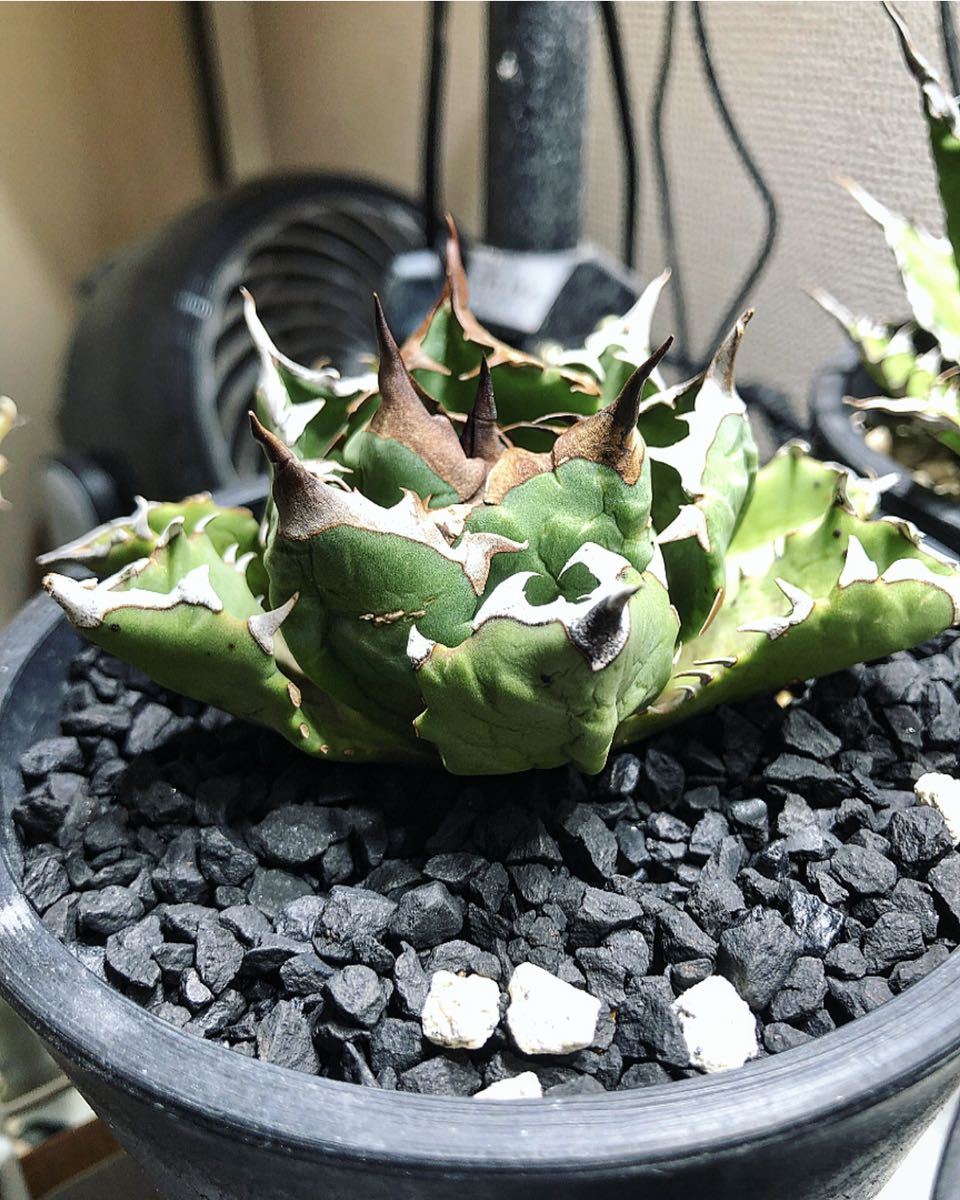 アガベ チタノタ FO-76 (子株3つ付き)（アガベ チタノタ 姫厳竜 姫厳龍  