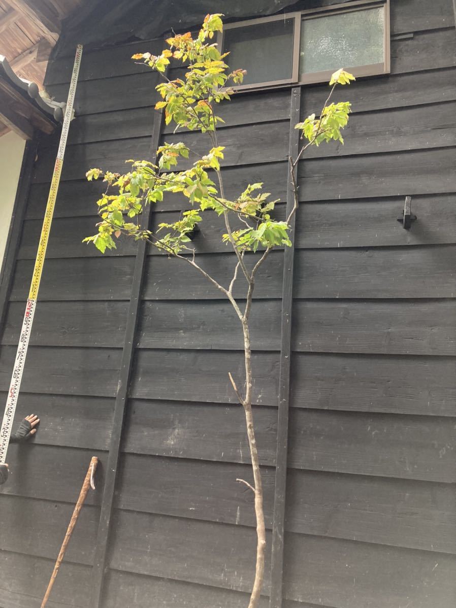 ナツハゼ/ 687 ナツハゼ/ 687