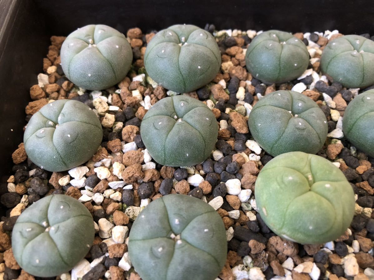 サボテン ロホホラ ロフォフォラ 烏羽玉 実生1鉢 多肉植物