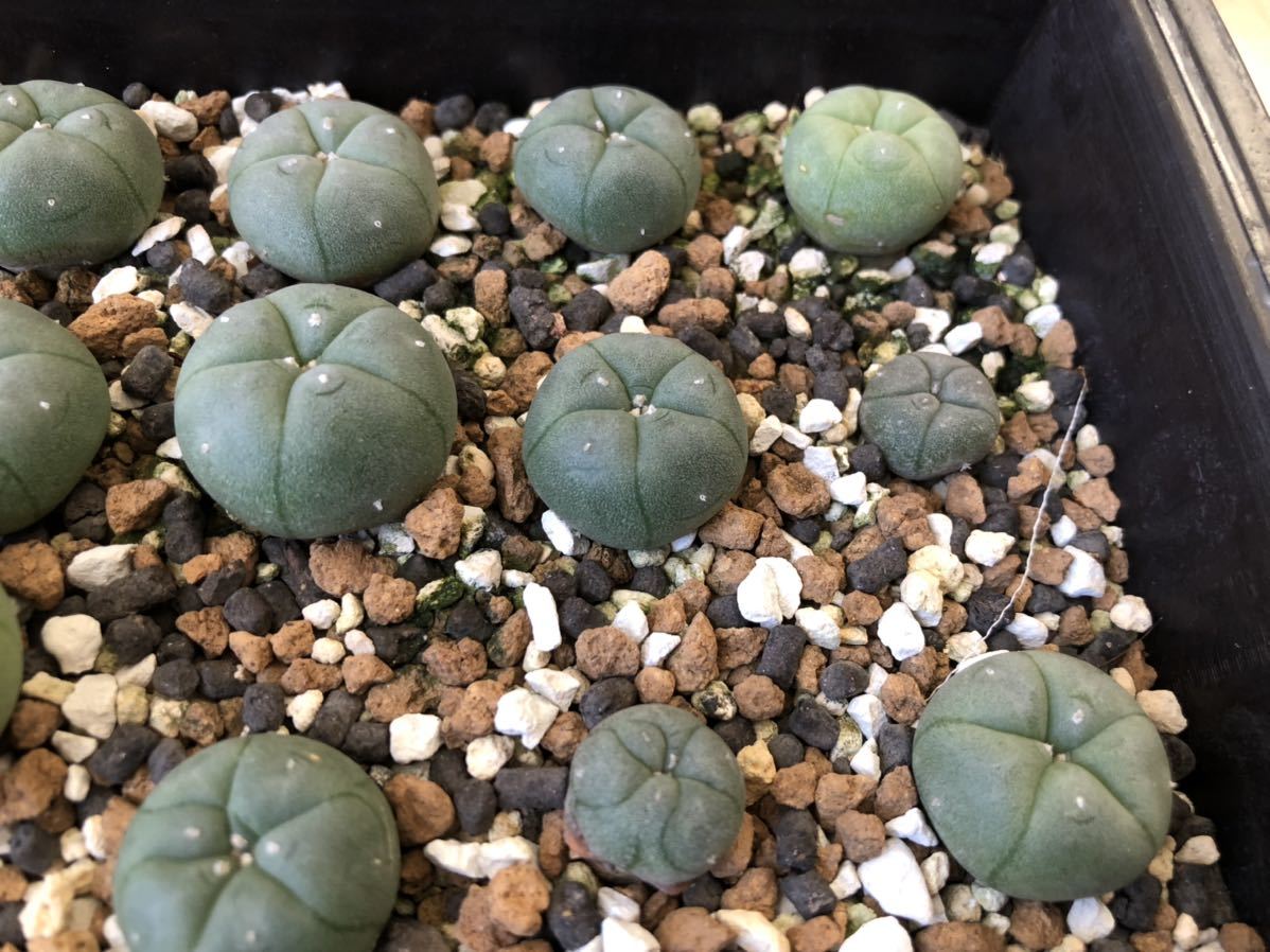 サボテン ロホホラ ロフォフォラ 烏羽玉 実生1鉢 多肉植物