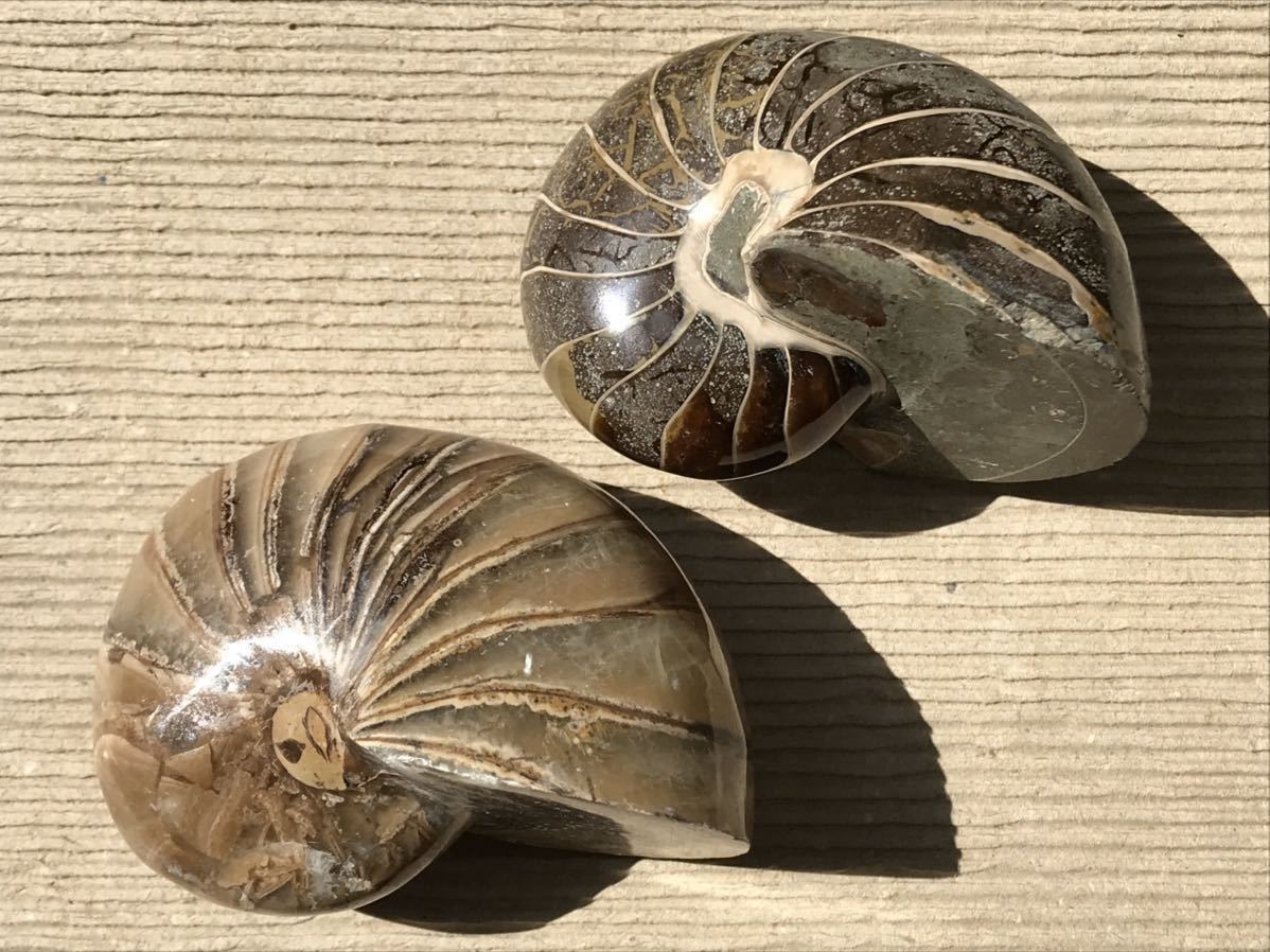 七宝 花瓶 タトチ 西さ4 00 高さ約8 6 おすすめ 高さ約8 6